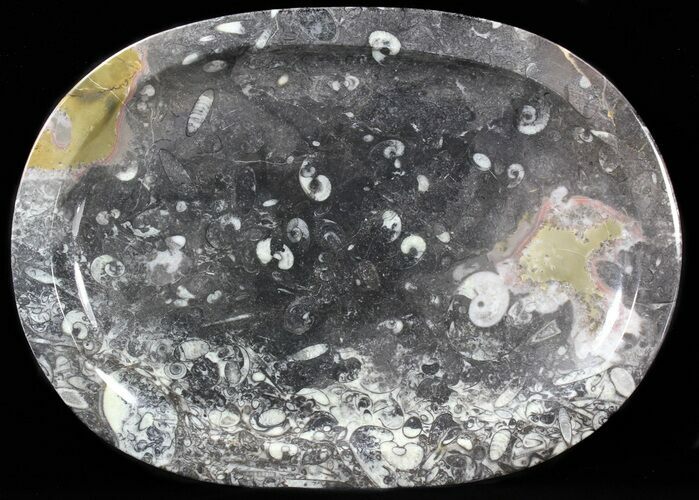 / Fossil Orthoceras & Goniatite Plate - Stoneware #40389